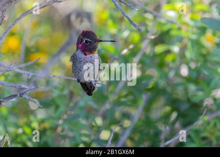 Il colibrì di Anna (Calypte anna), uomo che perching su un belvedere, Stati Uniti, California, Crystal Cove state Park Foto Stock