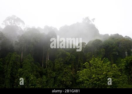 Foresta pluviale tropicale nella Danum Valley, Malesia, Borneo Foto Stock