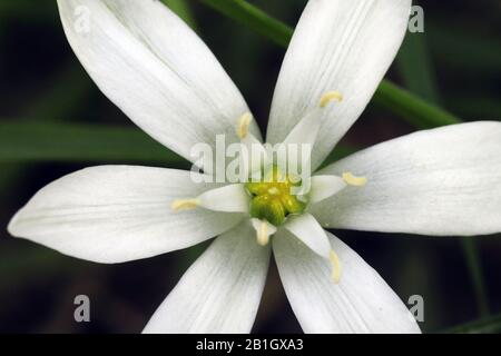 Sleepydick, stella di betlemme (Ornithogalum umbellatum), particolare di fiori, Paesi Bassi, Texel Foto Stock