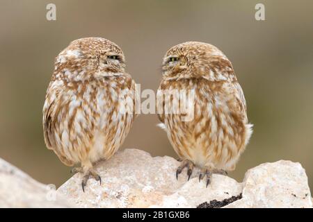 Il piccolo gufo Sahariano (Athene noctua saharae, Athene saharae), coppia che guarda l'un l'altro nell'occhio, Marocco Foto Stock