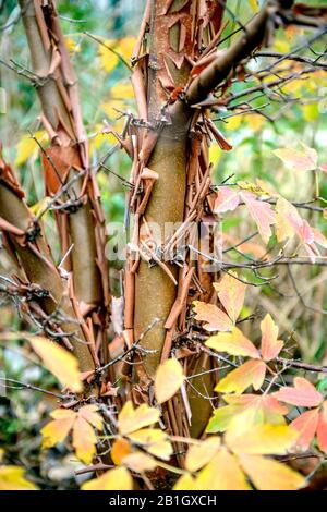 paperbark maple (Acer griseum), trunk, bark Foto Stock