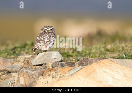 West European Little Owl (Athene noctua vidalii, Athene vidalii), femmina su una roccia, Spagna Foto Stock