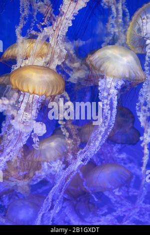 Ortica marina del Pacifico, ortica marina della costa occidentale (Chrysaora fuscescens ), gruppo di nuoto, Stati Uniti, California Foto Stock