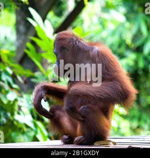 Borneo orangutan (Pongo pygmaeus pygmaeus), seduta femminile, Malesia, Borneo, Sepilok Orangutan Rehabilitation Center Foto Stock