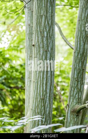 Acero di Père david, acero di serpente di Bark (Acer davidi), tronco Foto Stock