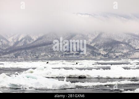 Pack-ICE di fronte alla penisola di Shiretoko Hantò, Giappone, Hokkaido, Rausu Foto Stock