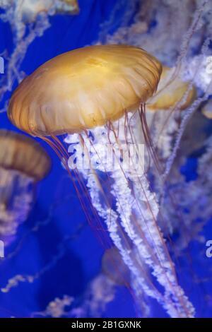 Ortica marina del Pacifico, ortica marina della costa occidentale (Chrysaora fuscescens ), nuoto , USA, California Foto Stock