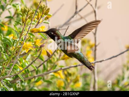 Il hummingbird di Anna (Calypte anna), alimentazione maschile a un fiore giallo in volo, Stati Uniti, California, Crystal Cove state Park, Irvine Foto Stock