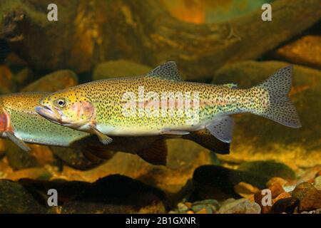 Trota arcobaleno (Oncorhynchus mykiss, Salmo gairdneri), nuoto, vista laterale, Germania Foto Stock