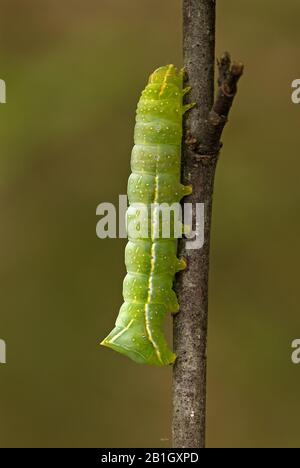 Underwing In Rame, Fruitworm Verde Humped, Fruitworm Verde Piramidale (Amphipyra Piramidea, Noctua Piramidea), Caterpillar, Netherlands, Gelderland Foto Stock