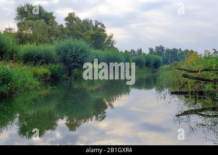 Zone Umide De Biesbosch, Paesi Bassi, Parco Nazionale De Biesbosch, Werkendam Foto Stock