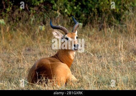 Uganda kob (Kobus kob thomasi), uomo che riposa in un prato, Uganda Foto Stock
