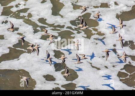 Sanderling (Calidris alba), flock volare su whitecaps sulla spiaggia, Stati Uniti, California, Crystal Cove state Park Foto Stock