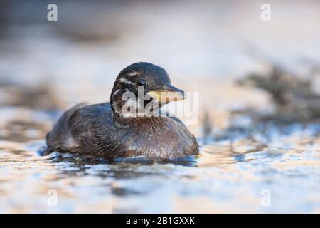 Piccolo grebe (Podiceps ruficollis, Tachybaptus ruficollis), cazzo da nuoto, Germania Foto Stock