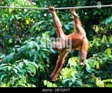 Borneo orangutan (Pongo pygmaeus pygmaeus), giovani appende su una corda, Malesia, Borneo, Sepilok Orangutan Rehabilitation Center Foto Stock