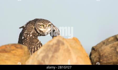 West European Little Owl (Athene noctua vidalii, Athene vidalii), in volo, in Spagna Foto Stock