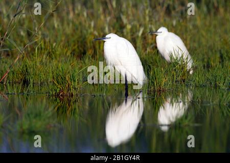 Piccolo egret (Egreta garzetta), nell'allevamento piumaggio, Cipro Foto Stock