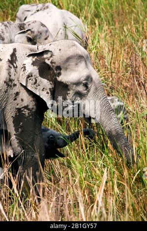 Elefante indiano (Elephas maximus indicus, Elephas maximus bengalensis), elefante di mucca al pascolo con elefante bambino, vista laterale, India, Parco Nazionale di Kaziranga Foto Stock