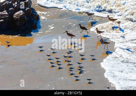 Marmored godwit (Mimosa fedoa), e Sanderling, Calidris alba, che si allontana da un'onda sulla spiaggia di sabbia, Stati Uniti, California, Crystal Cove state Park Foto Stock