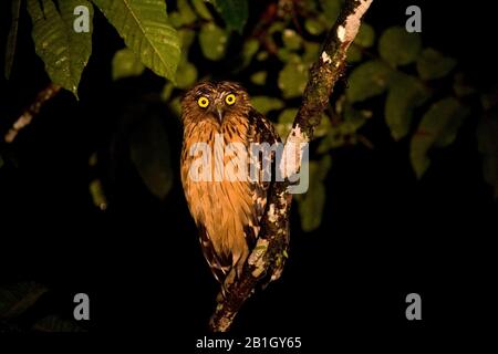 Buffy Fish Owl, Malay Fish Owl (Bubo ketupu, Ketupa ketupu), perching su un ramo di notte, vista frontale, Malesia, Borneo Foto Stock