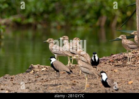 Senegal pietra-curlew, Senegal spesso-ginocchio (Burhinus senegalensis), gruppo ad acqua, Gambia Foto Stock