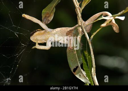 Parsons Chameleon (Calumma parsonii, Chamaeleo parsoni), prendendo un ragno, vista dal basso, Madagascar Foto Stock