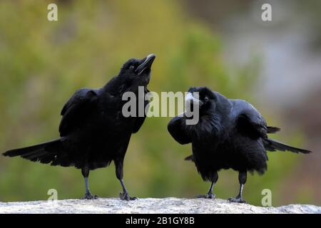 Corvo comune (Corvus corax), due corvi comuni, Norvegia Foto Stock