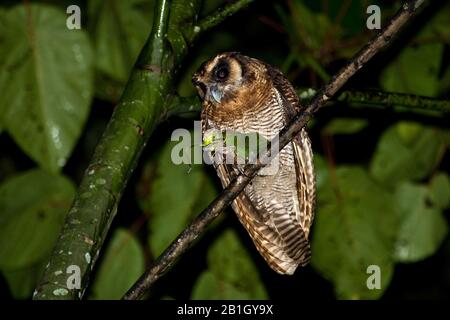 Marrone gufo di legno (Strix leptogrammica), in albero con grande Grashopper, Malesia, Borneo Foto Stock