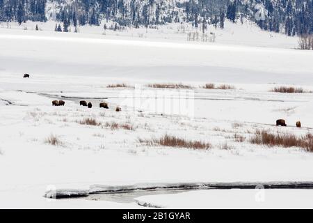 Bisonte americano, bufalo (bisonte di bisonte), mandria nella Valle di Lamar al Parco Nazionale di Yellowstone, Stati Uniti, Wyoming, Parco Nazionale di Yellowstone, Lamar Valley Foto Stock