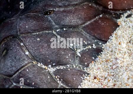 Tartaruga marina di loggerhead, caretta caretta, pelle di carcassa in spiaggia, Oman Foto Stock