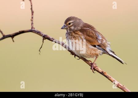 Mar Mediterraneo orientale (Carduelis cannabina mediterranea, Acantis cannabina mediterranea), femmina su un ramo, Marocco Foto Stock