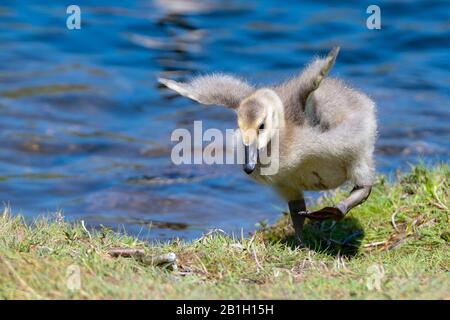 Un closeup di un giovane bambino Canada Goose cercando con successo di volare. È sull'erba, e l'acqua blu è sullo sfondo. Foto Stock