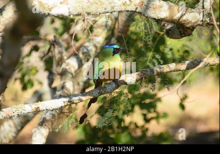 Blue-coronato motmot lungo il Camino Real, Barichara, Santander, Colombia Foto Stock