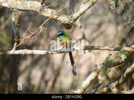 Blue-coronato motmot lungo il Camino Real, Barichara, Santander, Colombia Foto Stock