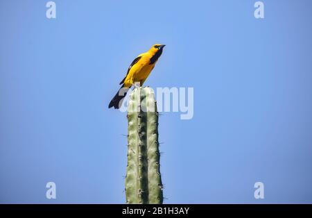 Uccello colorato lungo il Camino Real, Barichara, Santander, Colombia Foto Stock