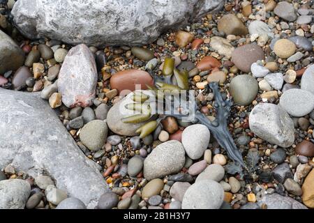 Alghe e ciottoli su una spiaggia. Bladderwrack Seaweed Fucus Vesiculosus natura costiera Foto Stock