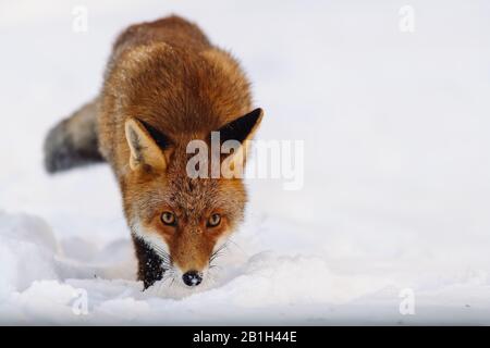 Ritratto di una volpe rossa (Vulpes Vulpes) nella neve con occhi gialli espressivi. Splendida vista direttamente nella fotocamera. La volpe è alla caccia. Foto Stock