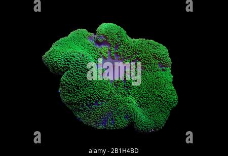 Tappeto verde colorato mare anemone - Stichodactyla haddoni Foto Stock