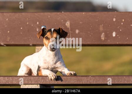 Carino piccolo Jack Russell Terries cane è sdraiato su una panchina del parco in natura Foto Stock