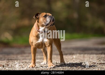 Il cane Bulldog continentale è in piedi nella foresta di fronte a sfondo sfocato Foto Stock