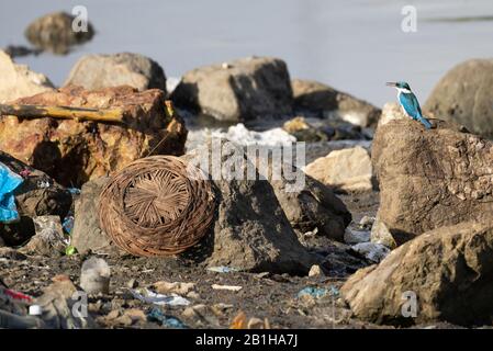 Un Kingfisher Collared arroccato sulla cima di una roccia con plastica e altri rifiuti nella zona. Foto Stock