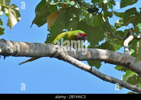 Una rara Grande Macaw Verde nella foresta pluviale del Costa Rica Foto Stock