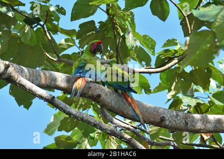 Una coppetta di rare grandi Macaws verdi nella foresta pluviale del Costa Rica Foto Stock