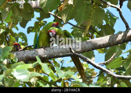 Una coppetta di rare grandi Macaws verdi nella foresta pluviale del Costa Rica Foto Stock