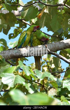 Una coppetta di rare grandi Macaws verdi nella foresta pluviale del Costa Rica Foto Stock