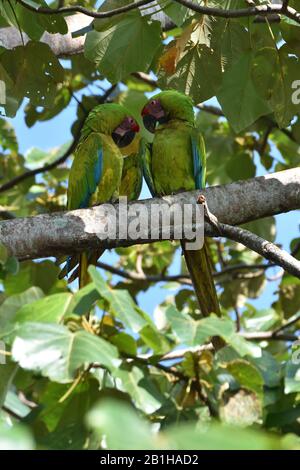 Una coppetta di rare grandi Macaws verdi nella foresta pluviale del Costa Rica Foto Stock