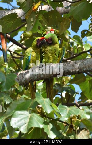 Una coppetta di rare grandi Macaws verdi nella foresta pluviale del Costa Rica Foto Stock