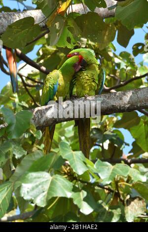 Una coppetta di rare grandi Macaws verdi nella foresta pluviale del Costa Rica Foto Stock