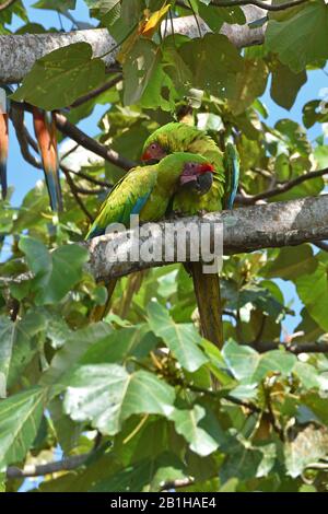 Una coppetta di rare grandi Macaws verdi nella foresta pluviale del Costa Rica Foto Stock