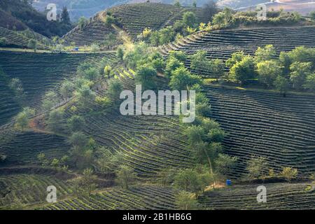 Scenario di o Long tea collina vicino A Sa Pa città, Vietnam al primo sole Foto Stock